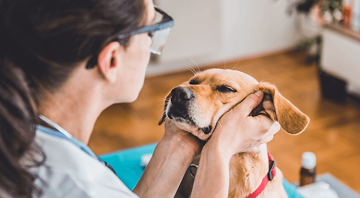 Amigo Animal Clinic | Grand Junction Veterinary Care