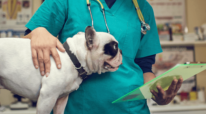 Amigo Animal Clinic | Grand Junction Veterinary Care