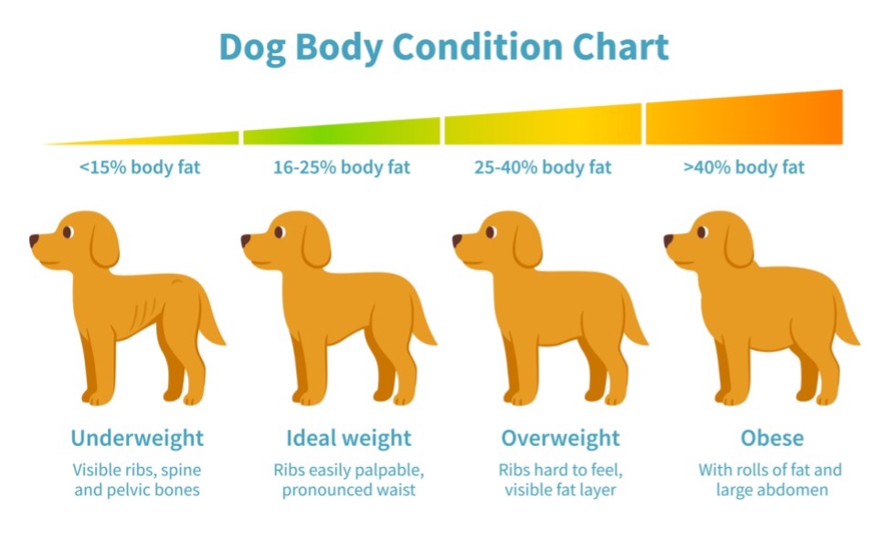 dog body condition chart