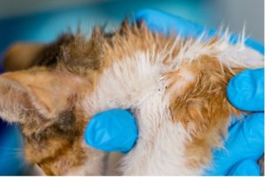 the top of a cats head showing fleas