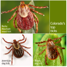 Image of ticks from Colorado Department of Public Health & Environment