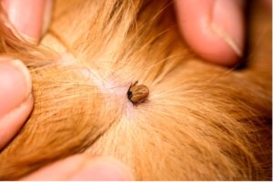 picture of a tick attached to an animal