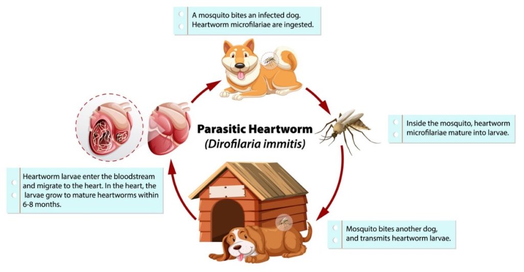 Diagram showing cycle of Heartworm infection