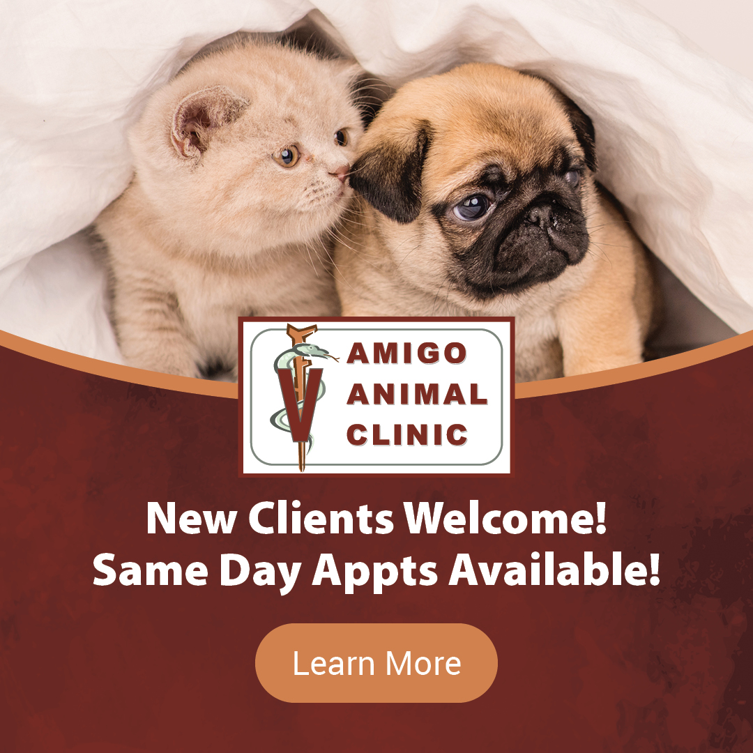 Amigo Animal Clinic Grand Junction Veterinary Care